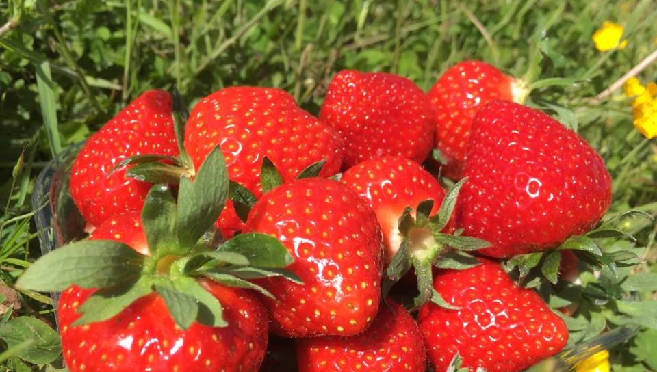 Tarnos Les Fruits Rouges Arrivent Dans Nos Assiettes