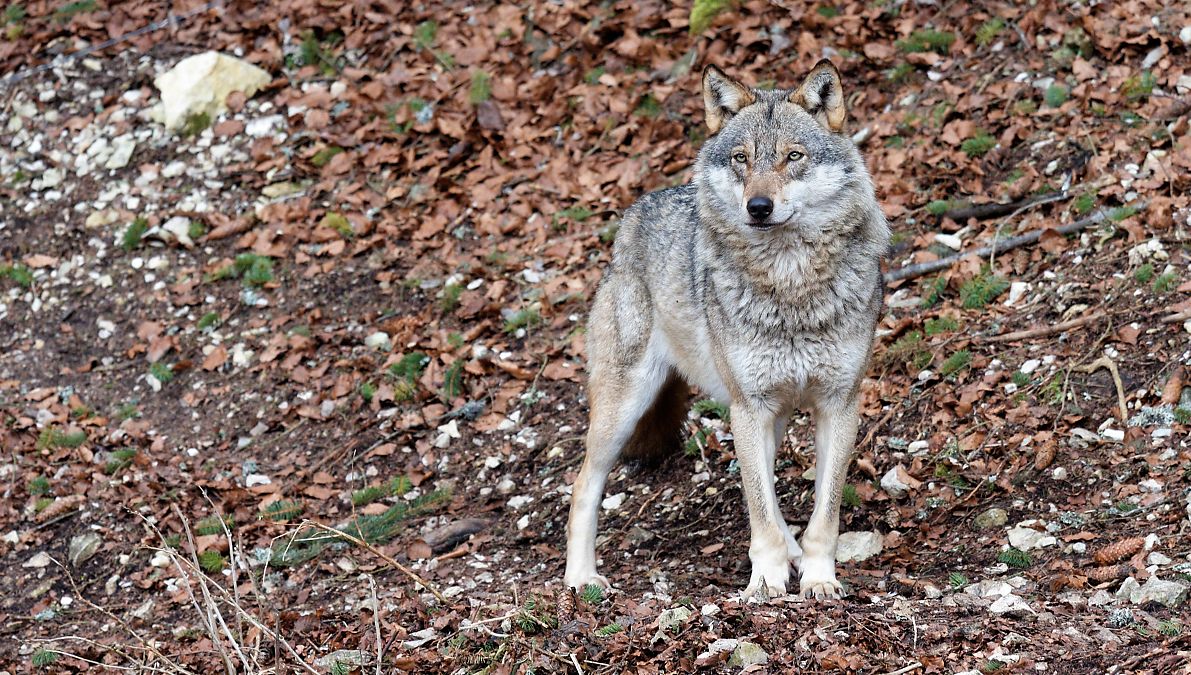 Loup en Normandie : Loup en Normandie :
