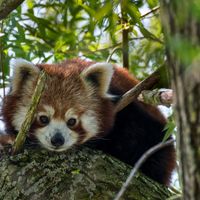 L'histoire du petit Panda roux