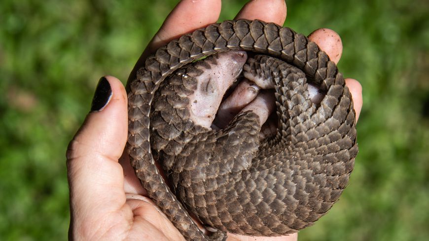 Pangolin sauvé des mains d'un trafiquant local, Uganda. 9 avril 2020.