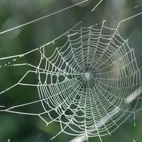 Araignée du matin, chagrin, araignée du soir, espoir...
