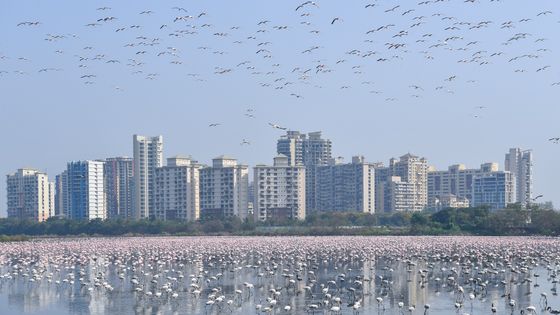 à Mumbai, en Inde, les flamants roses ont réinvesti la ville (20/04/2020) ©AFP - Indranil Mukherjee
