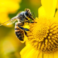 Une abeille au Jardin des plantes à Paris