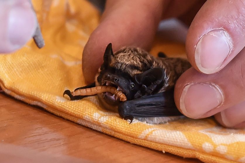 faire sortir une chauve souris