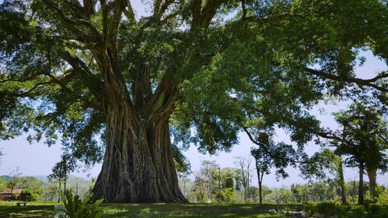 Le génie des arbres, un documentaire d'Emmanuelle Nobécourt - Hauteville Productions – INRAE – 2020