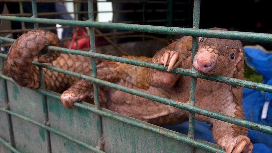 Pangolin saisi en Indonésie en octobre 2017.
