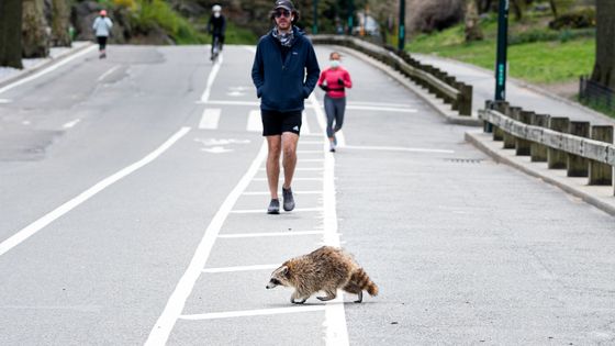 Un raton laveur traverse une allée à New York le 16 avril 2020 ©AFP - Johannes EISELE / AFP