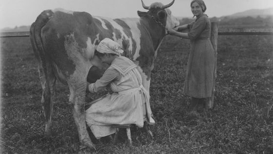 Deux femmes trayant une vache en Allemagne (vers 1920) ©Getty - FPG / Employé