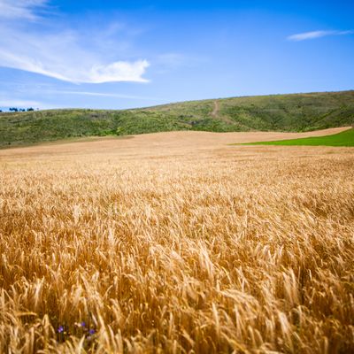 Champs de blé dans le Causse Méjan, dans le département de la Lozère, en été.