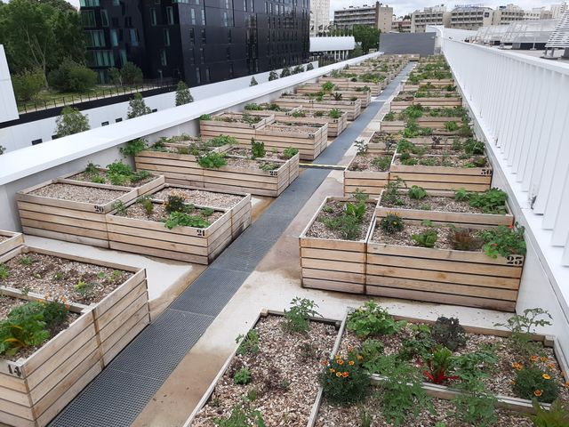 Les carrés parisiens. Lopins de terre loués à l'année aux habitants voisins.