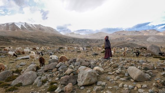 Bergère du Ladakh et son troupeau de chèvres en Inde, août 2019 ©AFP - NOEMI CASSANELLI