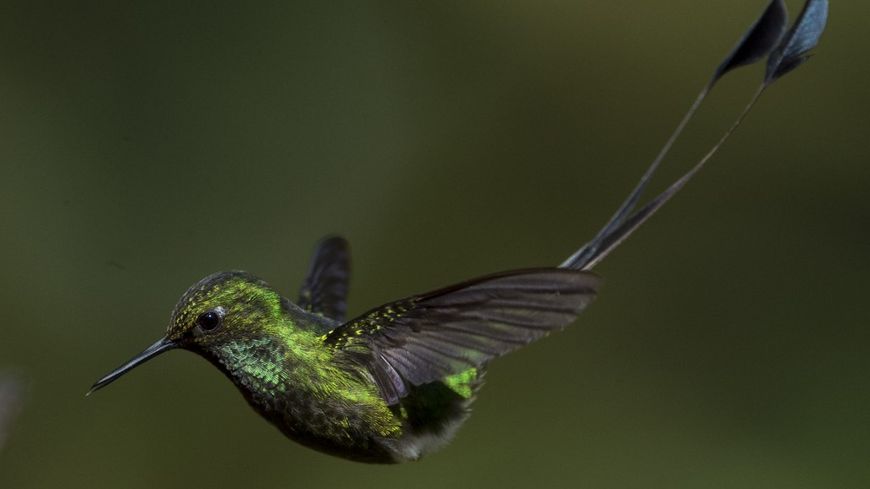 "Soyons les colibris dans la forêt qui brûle"