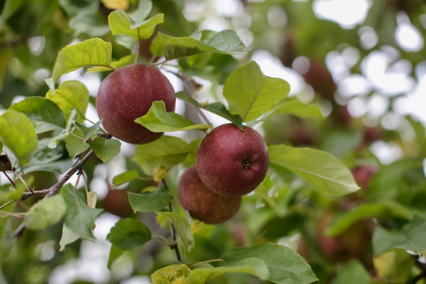 Les pommes du verger de Gargouil