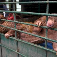 Pangolin en cage
