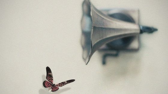 Papillon ©Getty - Maria Abalos