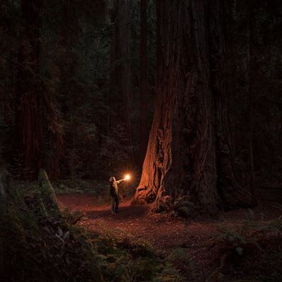 Femme seule dans une forêt de séquoias anciens