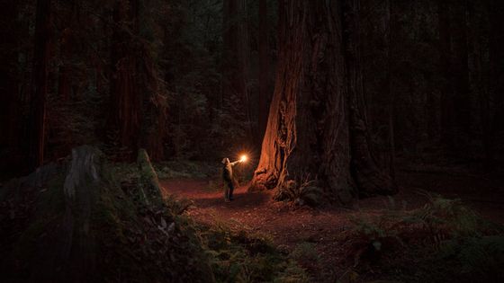 Femme seule dans une forêt de séquoias anciens ©Getty - Justin Lewis
