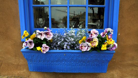 Bach à Fleurs ©Getty