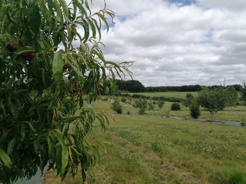 Le verger Au jardin gourmand