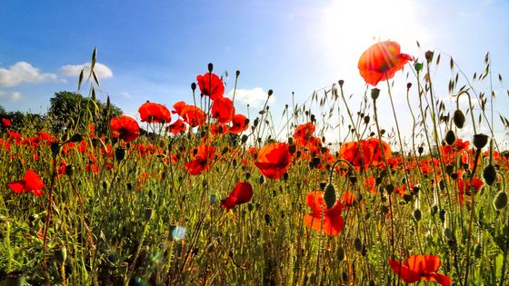 Champ de coquelicots l'été - Bedford, Royaume-Uni, 22/06/2020 ©Getty - Keith Mayhew/SOPA Images/LightRocket