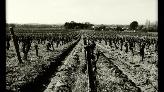 Vignoble du Muscadet• ©Radio France - François Teste -