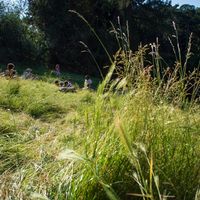 30 mai 2020 premier jour de réouverture du parc de Butte Chaumont à Paris, après le confinement, les herbes du parc sont hautes.