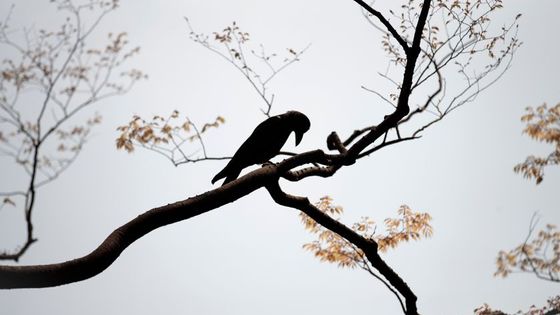 "D'un oiseau qui se tient caché dans les branches - On aimerait apprendre le délicieux ramage", extrait d'un poème de Louis-René des Fôrets ©AFP - Behrouz Mehri / AFP