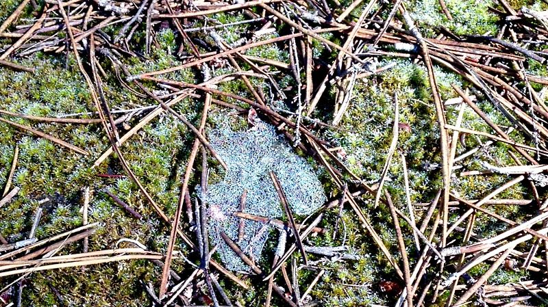Tapis de sous-sol de forêt