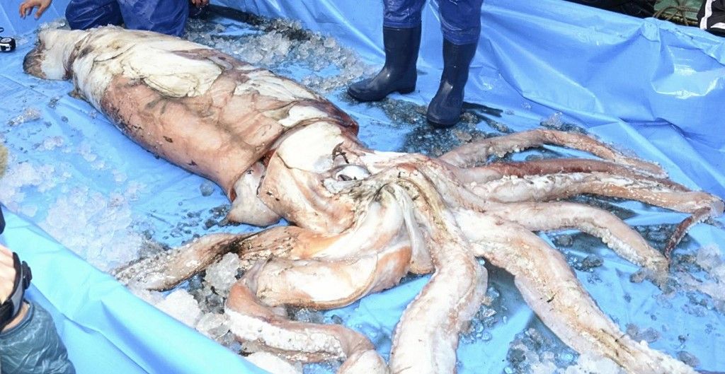 Le Genome Du Calmar Geant