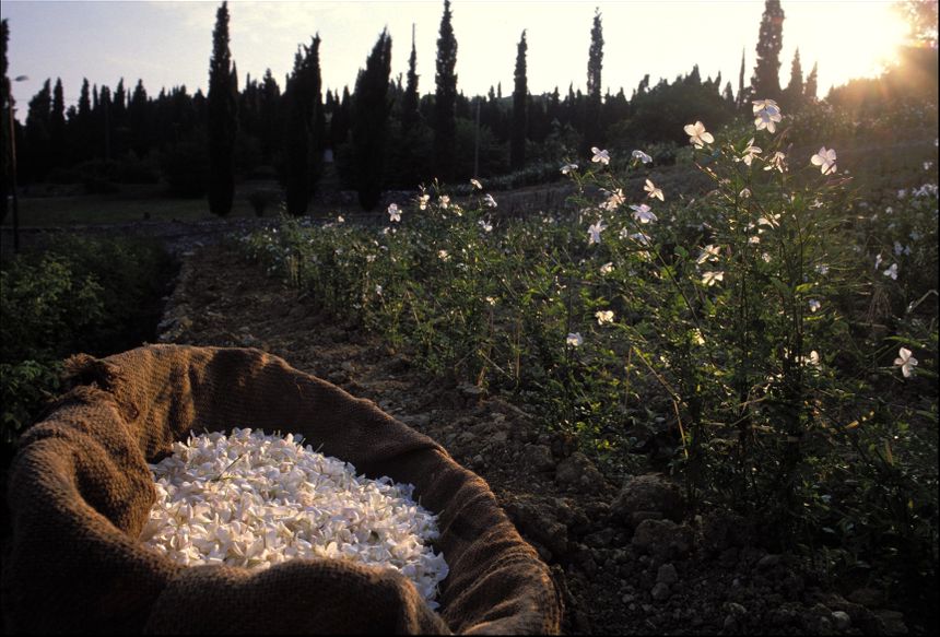 La récolte des fleurs