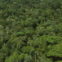 Forêt tropicale d'Amazonie, Brésil