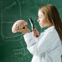 Le cerveau, le "plus extraordinaire des organes".