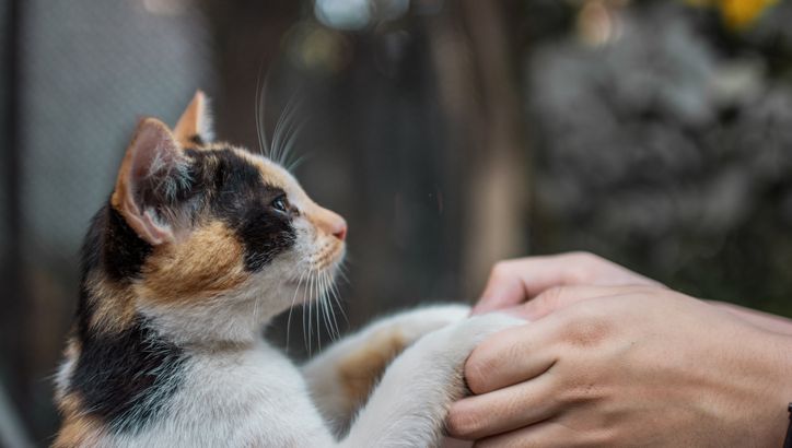 Pour Les Chats L Association Des 4 Pattes Du Piemont Oloronais A Besoin De Vous