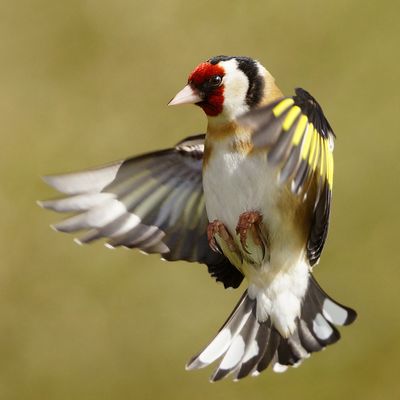 Chardonneret élégant