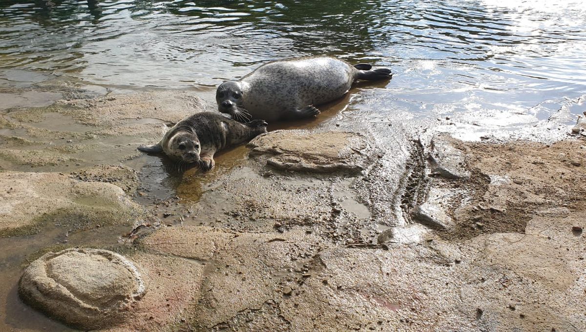 En Images Un Nouveau Bebe Phoque Est Ne Au Pal Dans L Allier