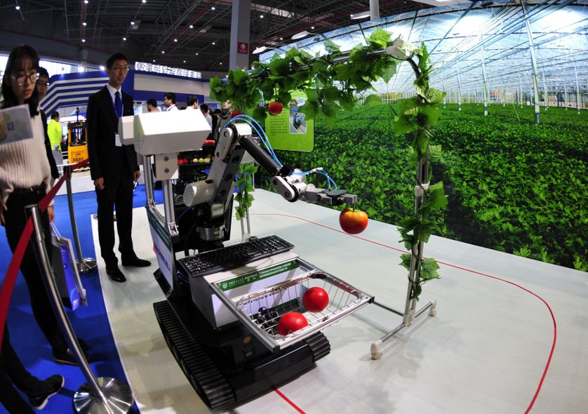 L'intelligence artificielle permet aux robots d'identifier les fruits à cueillir, de plus en plus précis, ils pourront bientôt se substituer à une partie de la main d'oeuvre. Ici, un robot cueilleur présenté en 2015.