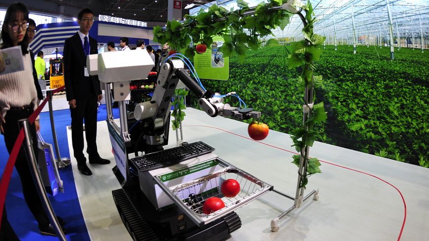 L'intelligence artificielle permet aux robots d'identifier les fruits à cueillir, de plus en plus précis, ils pourront bientôt se substituer à une partie de la main d'oeuvre. Ici, un robot cueilleur présenté en 2015.