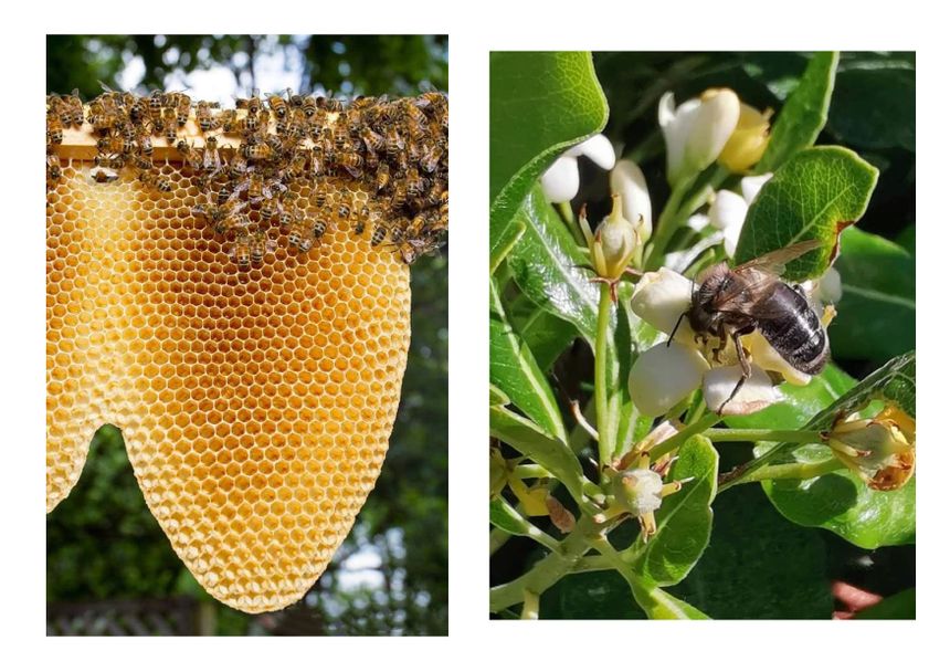 Denis Lucas est passionné par les abeilles depuis son plus jeune âge