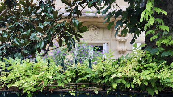 Bienvenue à Paris, la cité des fleurs