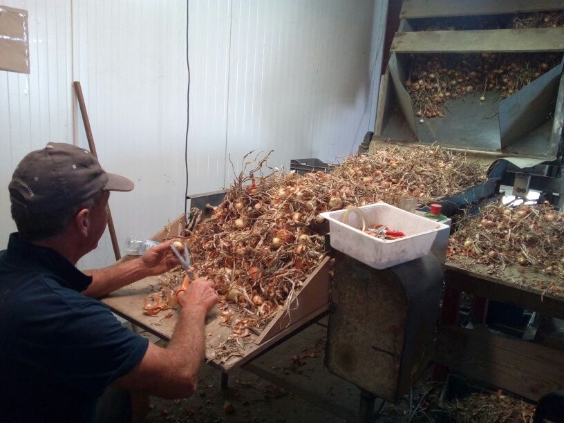 L'oignon de Tournon des Légumes des Iles Feray