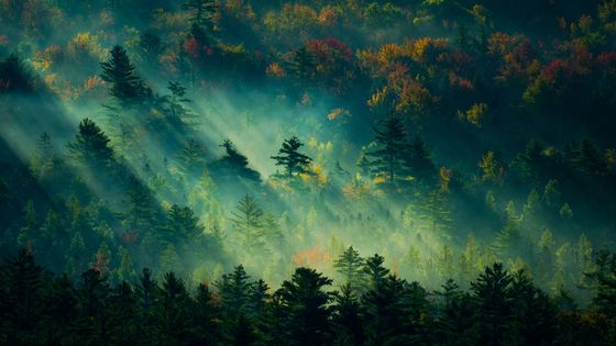 Forêt brumeuse et rayons de soleil ©Getty - Rán An / EyeEm