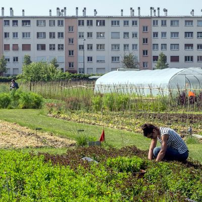 Lieu de production agricole et culturelle "Zone Sensible Ferme urbaine de Saint Denis".