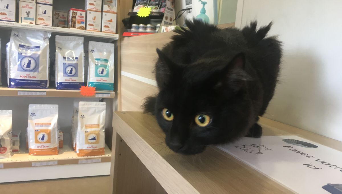 Chaleur En Cote D Or Comment Eviter Le Coup De Chaud Pour Nos Animaux De Compagnie
