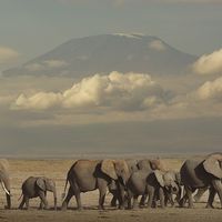 Éléphants dans la savane, au pied du Kimanjaro