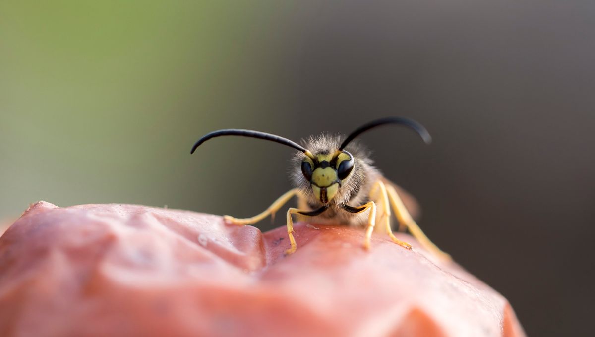 Haute Savoie Un Vacancier Meurt Pique Sur La Langue Par Une Guepe