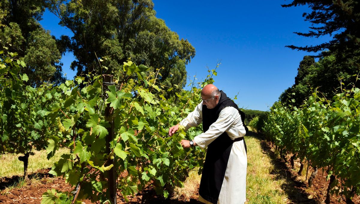 Ailleurs c'est ici, à SaintHonorat