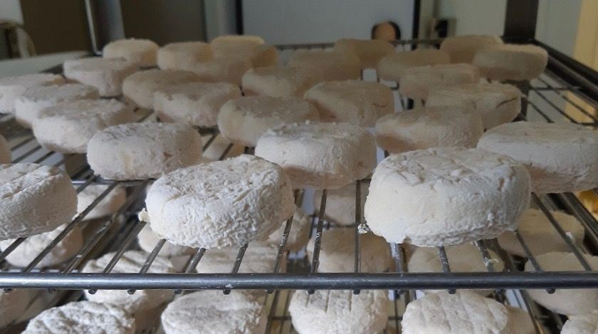 Les tommes du GAEC de Brette Vieille