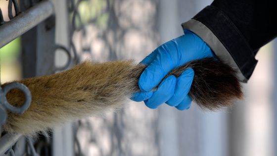« Un animal en bonne santé est en équilibre dynamique avec ses parasites », explique Paul Polis, vétérinaire homéopathe ©Sipa - RAUL ARBOLEDA
