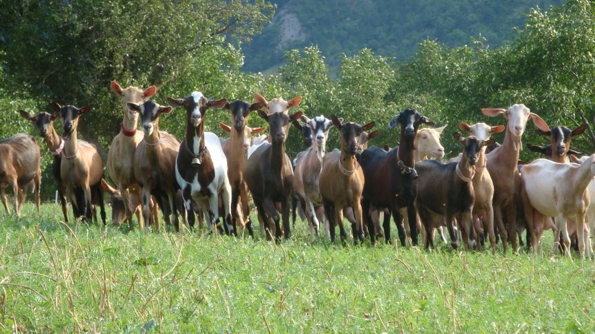 Les chèvres du GAEC de Brette Vieille