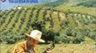 Julian Bream : la guitare en Espagne